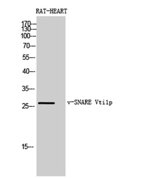 v-SNARE Vti1p rabbit pAb Antibody