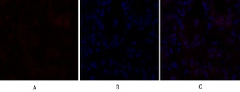 C/EBP β rabbit pAb Antibody