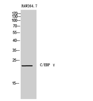 C/EBP γ rabbit pAb Antibody
