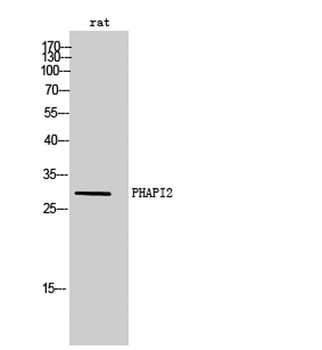 PHAPI2 rabbit pAb Antibody
