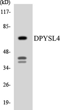 CRMP-3 rabbit pAb Antibody