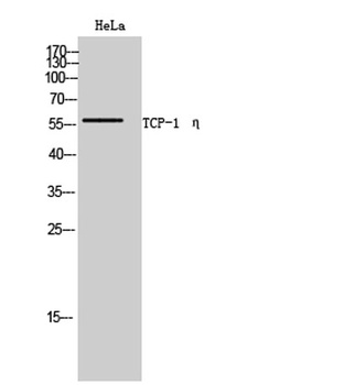 TCP-1 η rabbit pAb Antibody