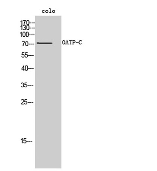 OATP-C rabbit pAb Antibody