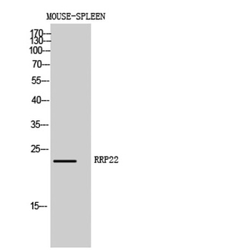 RRP22 rabbit pAb Antibody