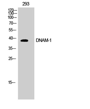 DNAM-1 rabbit pAb