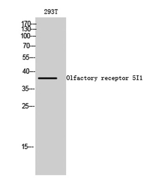 Olfactory receptor 5I1 rabbit pAb Antibody
