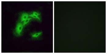 Olfactory receptor 5I1 rabbit pAb Antibody
