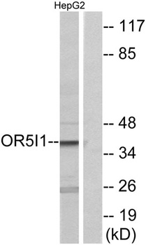 Olfactory receptor 5I1 rabbit pAb Antibody