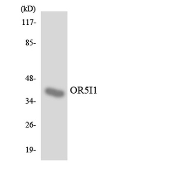 Olfactory receptor 5I1 rabbit pAb Antibody