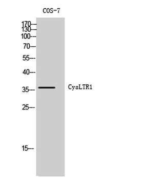 CysLTR1 rabbit pAb Antibody