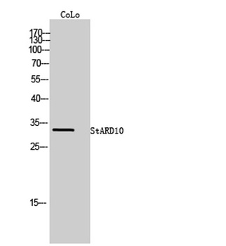 StARD10 rabbit pAb Antibody