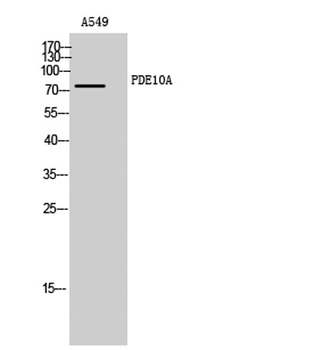 PDE10A rabbit pAb Antibody
