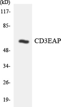 CD3EAP rabbit pAb