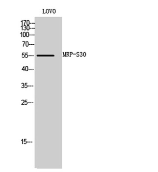 MRP-S30 rabbit pAb Antibody