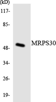 MRP-S30 rabbit pAb Antibody