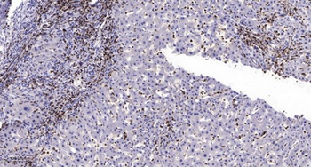MRP-S30 rabbit pAb Antibody