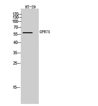 GPR75 rabbit pAb Antibody