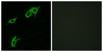 GPR75 rabbit pAb Antibody