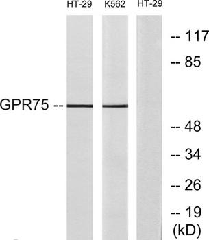 GPR75 rabbit pAb Antibody
