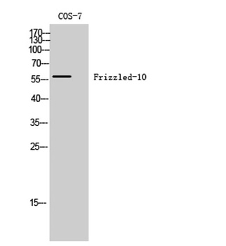 Frizzled-10 rabbit pAb Antibody