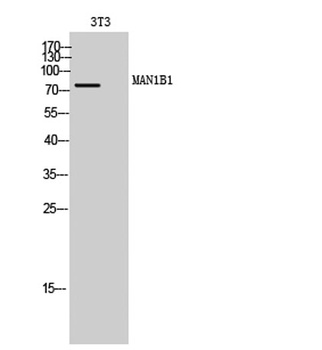 MAN1B1 rabbit pAb Antibody