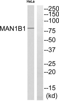 MAN1B1 rabbit pAb Antibody