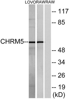 mAChR M5 rabbit pAb Antibody