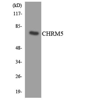 mAChR M5 rabbit pAb Antibody