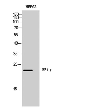 HP1γ rabbit pAb Antibody