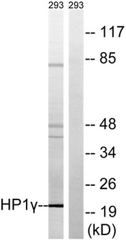 HP1γ rabbit pAb Antibody