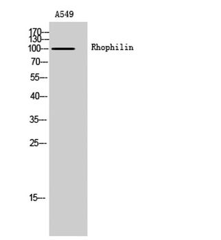 Rhophilin rabbit pAb Antibody