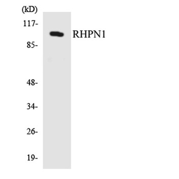 Rhophilin rabbit pAb Antibody