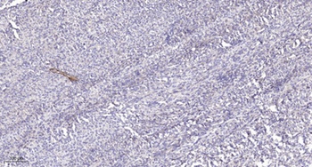 Rhophilin rabbit pAb Antibody