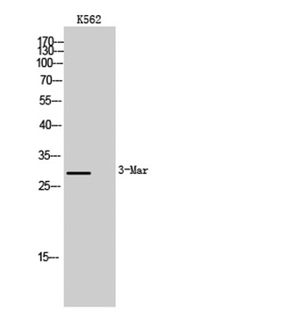 MARCH3 rabbit pAb Antibody