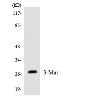 MARCH3 rabbit pAb Antibody