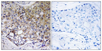 Atg4A rabbit pAb Antibody