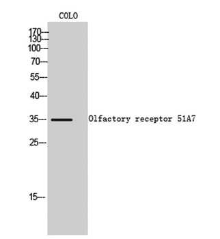 Olfactory receptor 51A7 rabbit pAb Antibody