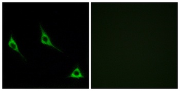 Olfactory receptor 51A7 rabbit pAb Antibody