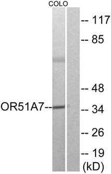 Olfactory receptor 51A7 rabbit pAb Antibody