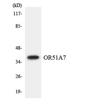 Olfactory receptor 51A7 rabbit pAb Antibody