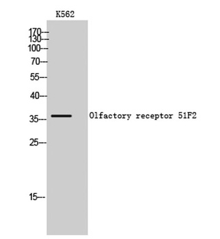 Olfactory receptor 51F2 rabbit pAb Antibody