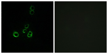 Olfactory receptor 51F2 rabbit pAb Antibody