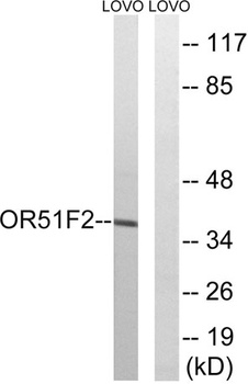 Olfactory receptor 51F2 rabbit pAb Antibody