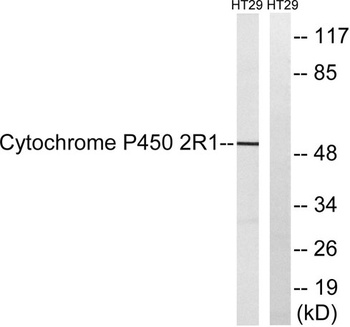 CYP2R1 rabbit pAb