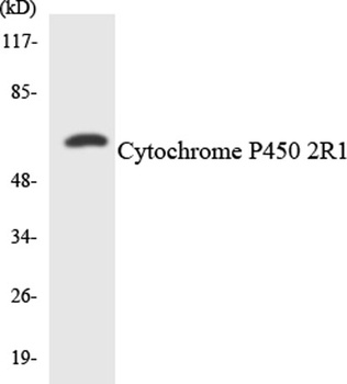 CYP2R1 rabbit pAb