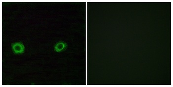 Olfactory receptor 2D3 rabbit pAb Antibody