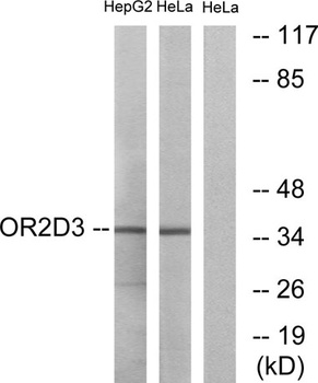 Olfactory receptor 2D3 rabbit pAb Antibody