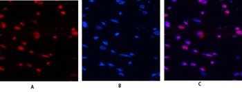 Histone H4 rabbit pAb Antibody