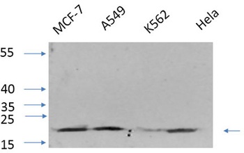 Histone H4 rabbit pAb Antibody