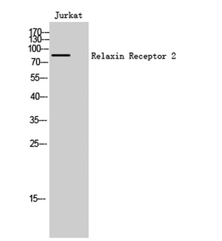 Relaxin Receptor 2 rabbit pAb Antibody